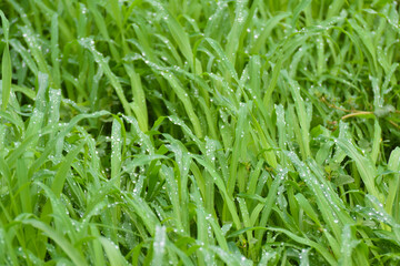 Grass in raindrops. Leaves of green grass in large drops of water after rain. Close-up, Blood drops...