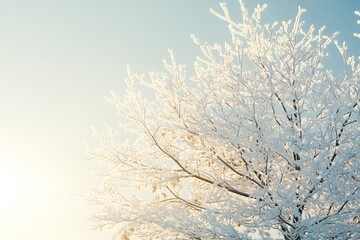 Delicate frost coats bare tree branches against a soft blue winter sky