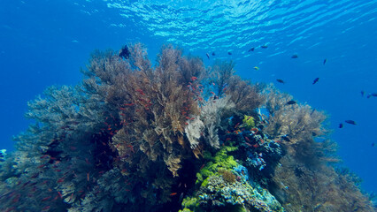 Coral reef underwater. View of various corals and small tropical fish underwater in clear...