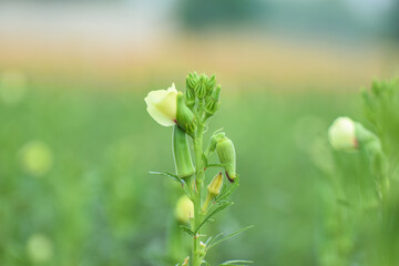 okra, Close up of Okra.Lady fingers. Ladyfingers or okra vegetable on plant in farm. Plantation of...