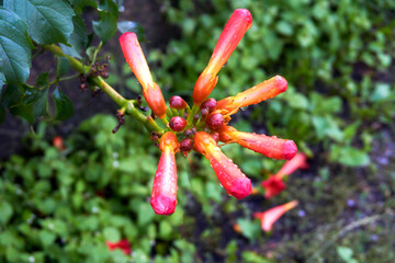 Rain in garden.Red strict fower trumpet vine under