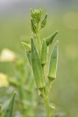 okra, Close up of Okra.Lady fingers. Ladyfingers or okra vegetable on plant in farm. Plantation of natural okra. Fresh okra vegetable. Lady fingers field, Close up of Okra.Lady fingers. Ladyfingers