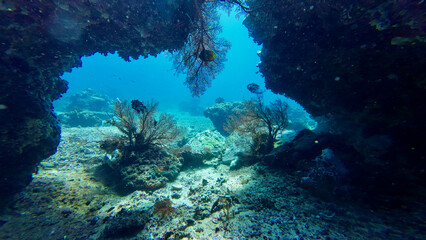 Underwater landscape inside the grotto. View from the underwater grotto of picturesque corals and clear transparent water. Coral reef underwater.