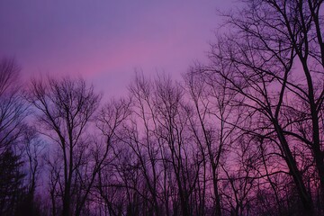 Silhouetted bare tree branches against a vivid purple and pink sunset sky