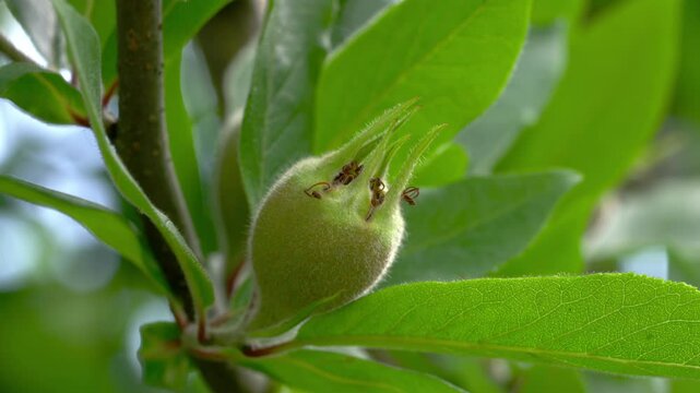 Medlar fruits, ripening (Mespilus germanica) - (4K)