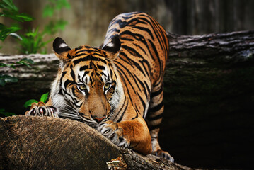 Sumatran tiger (Panthera tigris sumatrae) beautiful animal and his portrait