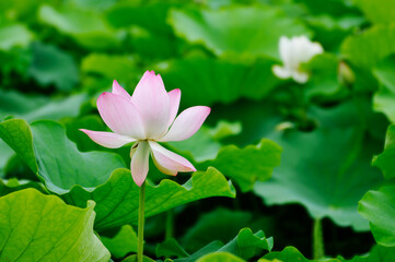 blossoming lotus flowers in pond