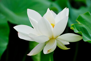 blossoming lotus flowers in pond