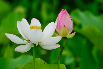 Fototapeta premium blossoming lotus flowers in pond