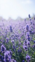 Lavender field in bloom