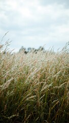 Fototapeta premium Grassy field under cloudy sky
