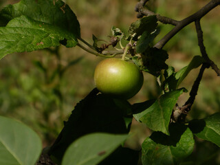 A single unripe green apple hanging on a branch