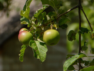 Unripe green and red apples hanging on a sunny branch