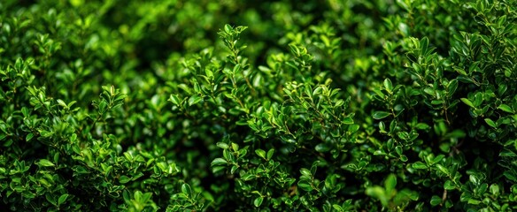 Obraz premium The vibrant green foliage of lush bushes in a serene garden setting