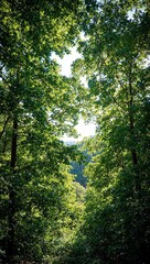 Fototapeta premium Sunlit forest canopy