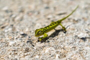 Observe a small green chameleon with dark patterns, elegantly moving across a textured concrete surface on a sunny day. Perfect for wildlife-themed projects and presentations.