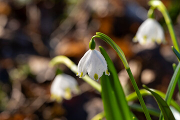 Europa, Deutschland, Nordrhein-Westfalen, Märzenbecher, Frühlingsknotenblume, Leucojum vernum