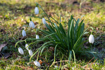 Europa, Deutschland, Nordrhein-Westfalen, Schneeglöckchen, Galanthus nivalis