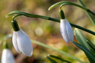 Europa, Deutschland, Nordrhein-Westfalen, Schneeglöckchen, Galanthus nivalis