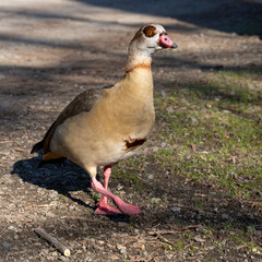 Europa, Deutschland, Nordrhein-Westfalen, Dortmund, Rombergpark, Nilgans, Alopochen aegyptiacus