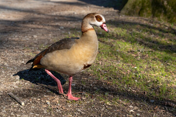 Deutschland, Nordrhein-Westfalen, Dortmund, Rombergpark, Nilgans, Alopochen aegyptiacus
