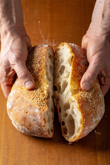 Close-up top view of the baker hands break apart a large fresh loaf of craft ciabatta bread, with a crisp crust and a soft fluffy crumb.