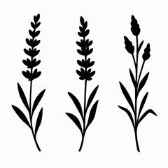 Fototapeta premium Lavender flowers. Black silhouettes of lavender flowers isolated on white. Set of vector illustrations