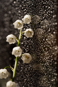 Delicate lilly of the valley with water droplets