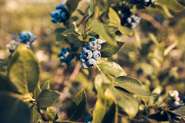 Fresh blueberries ready for seasonal picking on a farm.