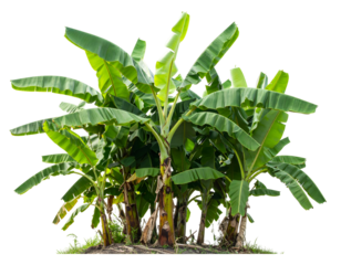 Lush banana plants with expansive green leaves stand tall, representing tropical abundance.
