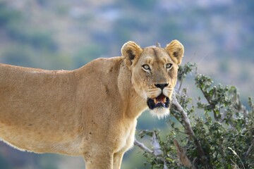 Close-up view of a lioness looking alert and focused, mouth open slightly, captured in natural African savanna habitat.