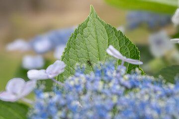 紫陽花の葉っぱで見つけた蟻