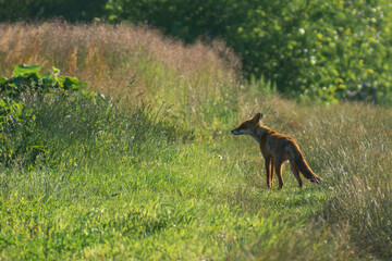 fox running in the grass