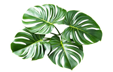 Lush monstera leaves with large, distinctive splits create vibrant and tropical feel, perfect for enhancing any indoor space or garden setting
