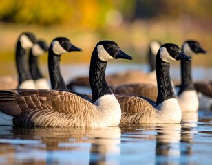Obraz premium Canada geese in a row on water
