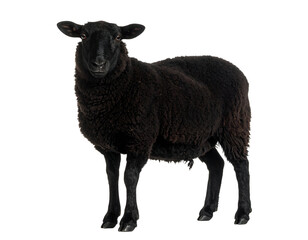 A majestic black sheep stands poised and observant, its dark wool contrasting with bright eyes.