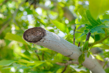 Pruned tree branch with green leaves in sunlight. A close-up image of a freshly pruned tree branch. Bright green leaves and a softly blurred bokeh effect. Selective focus.