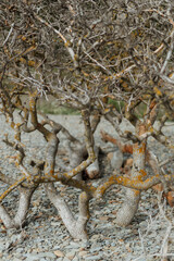 Low-growing leafless trees covered with yellow lichen, among the stones, in Utrish State Nature Reserve, close-up, soft focus, vertical image