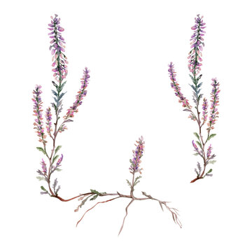 Heather ling erica calluna flower. Heathland moorland evergreen shrub plant, Scotland symbol, dye ale honey ingredient. Single element botanical watercolor hand drawn illustration. Florist jewellery