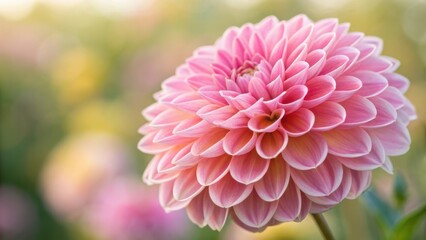 Fototapeta premium Macro photograph of a vibrant pink dahlia flower with soft bokeh background bloom