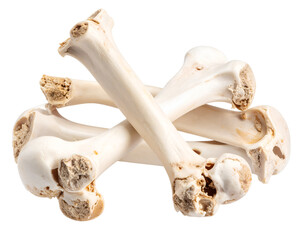 Fototapeta premium A striking arrangement of natural animal bones, revealing their intricate structure and timeless essence.