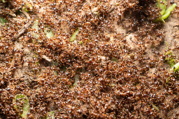 Ants on a ground