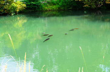 Koi carps swimming peacefully beneath emerald green pond water with visible water splashes on the...