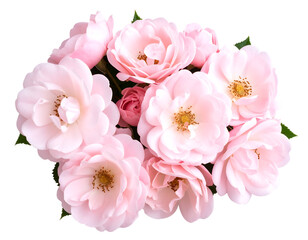 Fototapeta premium A vibrant collection of delicate pink roses blossoms beautifully, showcasing their soft petals and natural grace.