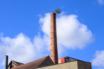 Old brick chimney with small trees and plants growing from its top part standing against a bright blue sky with fluffy white clouds creating a striking natural urban scene.