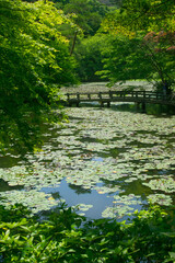 兵庫県・神戸市立森林植物園の長谷池、開花前のスイレンと風景