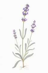 Fototapeta premium Delicate Lavender Watercolor Illustration with Detailed Roots and Floral Blooms