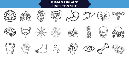 Medical Anatomy Line Icons Collection Thin Linear Vector Set of Human Organs Such as Heart, Lungs, Liver, Stomach, Intestine, Kidney, and Bladder for Scientific and Educational Vector Illustration