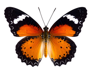 Naklejka premium Magnificent butterfly with striking orange and black wings reveals its intricate patterns and graceful form.