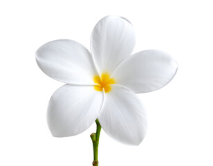 Fototapeta premium Elegant plumeria flower with pristine white petals and a golden yellow core embodies tropical serenity.
